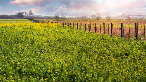 Scenic view of vineyard against sky