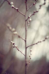 Close-up of flowering plant against blurred background