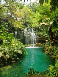 Scenic view of waterfall in forest