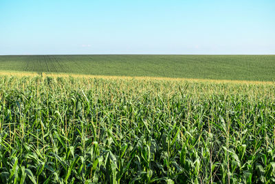 Scenic view of agricultural field against clear sky