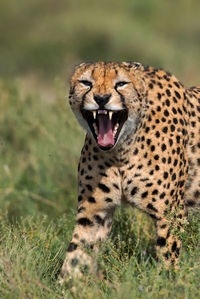 Portrait of cheetah with mouth open standing on grassy field