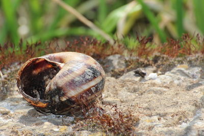 Close-up of snail