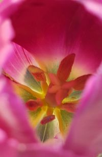 Macro shot of pink flower