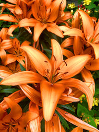 High angle view of orange lily flowers on plant