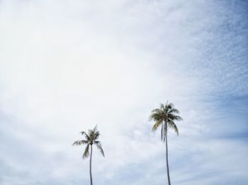 Low angle view of coconut palm tree against sky