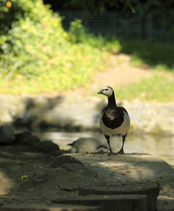 Bird perching on rock