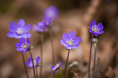 Close-up of purple flowering plants