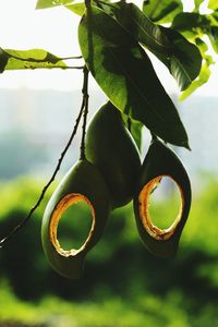 Close-up of fruit growing on tree against sky