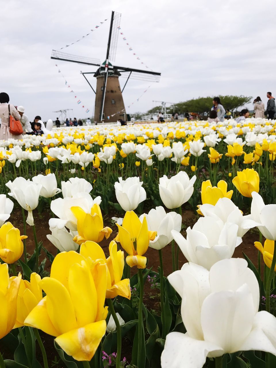 flower, yellow, fragility, wind power, windmill, alternative energy, petal, wind turbine, beauty in nature, day, growth, nature, freshness, outdoors, plant, no people, blooming, flower head, traditional windmill, close-up, sky