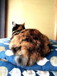 Close-up of cat on bed