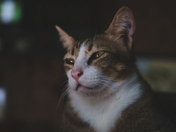 Close-up of cat looking away