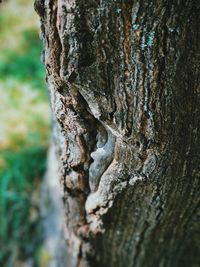 Close-up of lichen on tree trunk