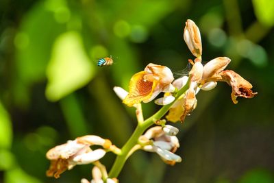 Bee approaching flower