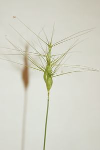 Close-up of stalks against white background