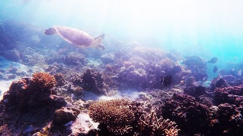 Jellyfish swimming in sea