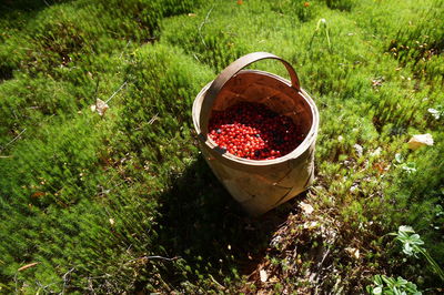 High angle view of berries in a basket