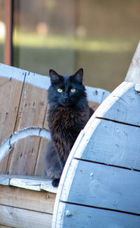 Portrait of cat