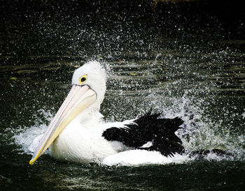 View of bird in lake