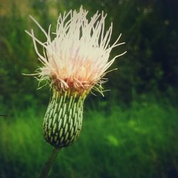 Close-up of flowers against blurred background