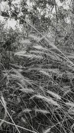 Close-up of plants growing on land