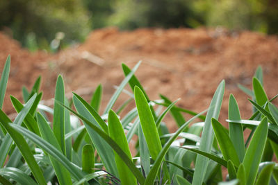 Close-up of lizard on grass in field