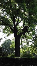 Low angle view of trees in forest