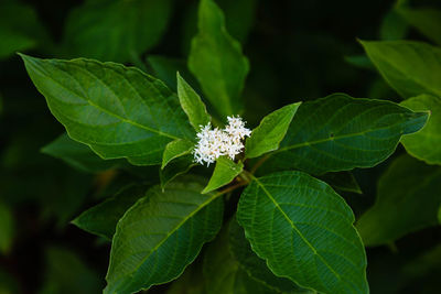 A close up of a white blossom of a red osier or dogwood