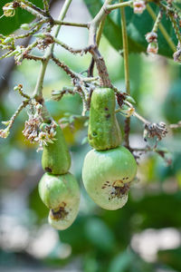 Close-up of fruits growing on tree