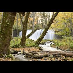 River flowing through forest