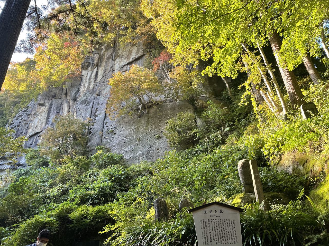 Plant Tree Rock Nature Beauty In Nature Solid Rock - Object Growth No People Green Color Day Tranquility Forest Moss Land Scenics - Nature Outdoors Non-urban Scene Cliff Tranquil Scene