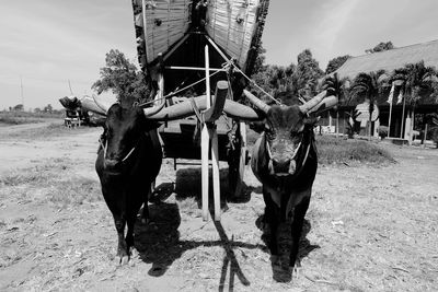 Bullock cart on land against sky