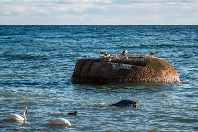 Birds swimming in sea against sky