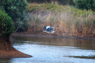 Bird flying over lake