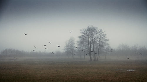 Birds flying over field in foggy weather