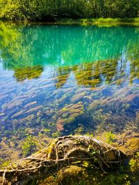 Reflection of trees in water