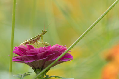 Close-up of insect on pink flower