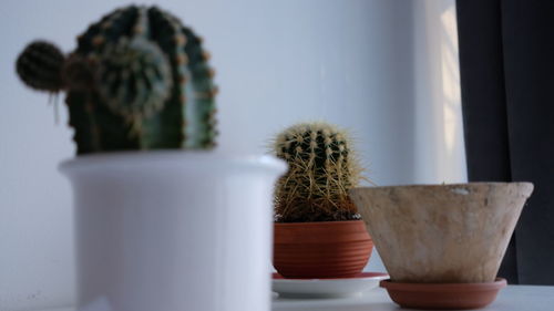 Close-up of potted plant on table