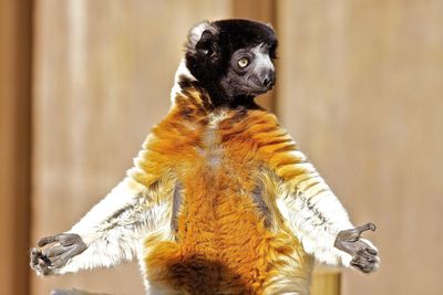 Close-up portrait of a bird
