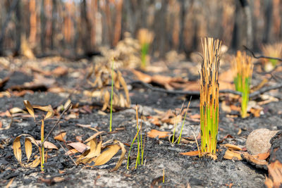 Fresh grass tree, xanthorrhoea leaves growing in a forest near sydney after bushfires in 2019.