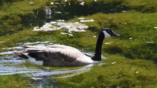 Duck swimming in a lake