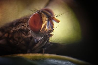 Close-up of fly