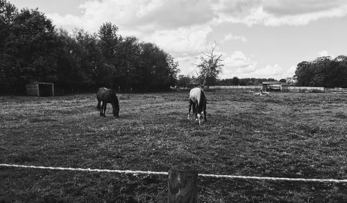 View of horses on field against sky