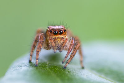 Close-up of spider on leaf