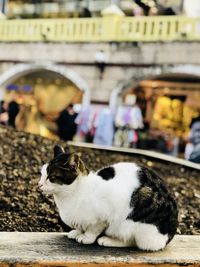 Cat sitting in a city