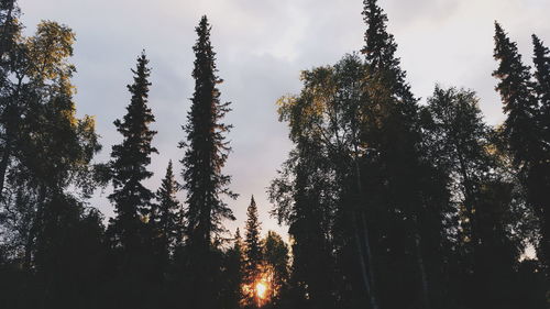 Low angle view of trees against sky