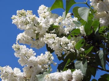 Low angle view of white flowers blooming on tree