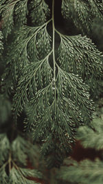 Close-up of pine tree leaves