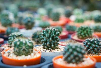 Close-up of cactus growing on table