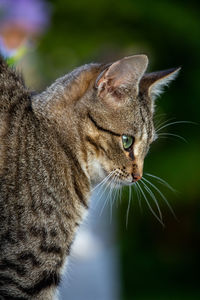 Close-up of a cat looking away