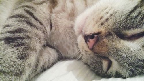 Close-up of a sleeping cat